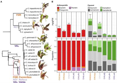 Conserved pigment pathways underpin the dark insectiform floral structures of sexually deceptive Chiloglottis (Orchidaceae)